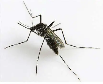 Padania Express - In aumento i casi di chikungunya in Italia